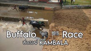 ಕಂಬಳ Buffalo Race  | Watching kambala race training at moodabidri #kambala #kambla #buffalorace