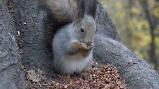 Немного о серой белке / A little bit about the gray squirrel