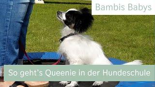 Mutiger Papillon Welpe Queenie in der Hundeschule | Bambis Babys | Miau Wuff Moin