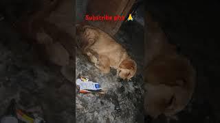 #youtubeshorts #newsong #doglover #viralvideo #petlover #pet #subscribe #followforfollowback#follow