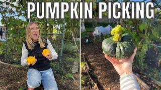 PICKING THE PUMPKIN! / ALLOTMENT GARDENING UK