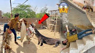 Big Lizard Hamza Ko Apne Sath Le Gai  Aur Bakra Kha Gai 