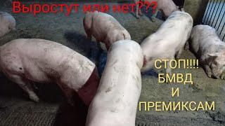 Рацион кормления свиней без добавок!!!!