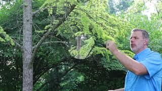 Golden larch (Pseudolarix amabilis) - Plant Identification