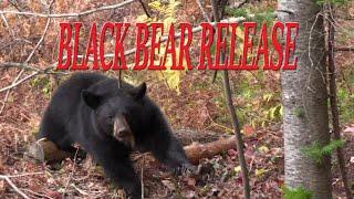 HOW TO RELEASE A BLACK BEAR FROM A TRAP ON A DRAG - DUNLAP LURES