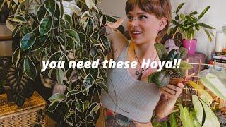 TOP recommended Hoya (5 categories!) + care tips and the best products for growing Hoya/wax plants