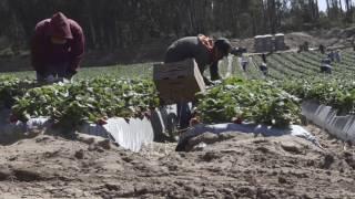 Pesticide Safety for Agricultural Workers