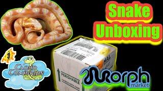 Morphmarket Snake Unboxing