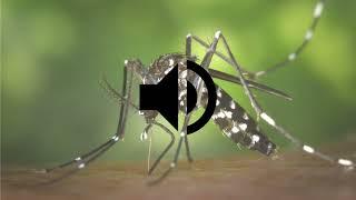 Mosquito Sound Effect HD