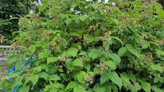 How to Trellis Raspberry Bushes for Increased Production