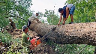 Chaos... Heavy rain disrupted the felling of 2 dangerous tall trees‼️