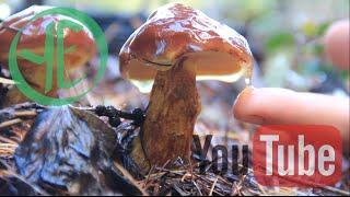 Larch Bolete - Weekly Fast Forage