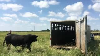 Loading 18Y on Pasture