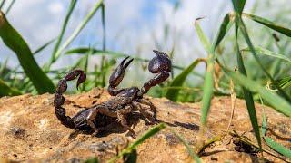 Scorpio maurus fuscus, Israeli subspecies of North African and Middle Eastern Large-clawed scorpion