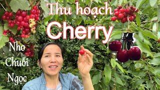 Thu hoạch cherry, nho chuỗi ngọc đỏ. Bất ngờ cách đuổi chim đơn giản của Andi | Cuộc sống ở Đức