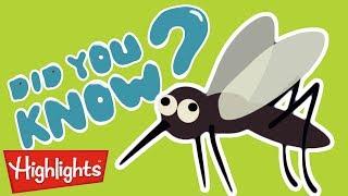 Did you know this about mosquitoes? | Highlights Kids | Full Episode | Kids Videos