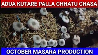 Adua Kutare Palla chhatu chasa/ October Masara Production/ #chhatuchasa #mushroomgrowing #mushroom