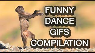 Funny Dance gifs Compilation - Best dance gifs and fail compilation #December 2016