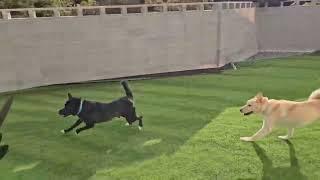 Haedal pyeongsa Tiffany playing with other dogs