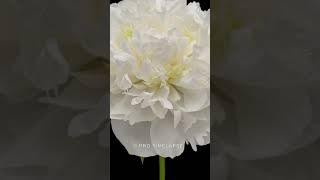 WATCH white Peony flower blooming in Time Lapse! #shorts