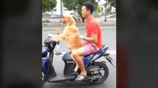 Собака за рулем скутера|Dog Drives A Motorcycle Around The City