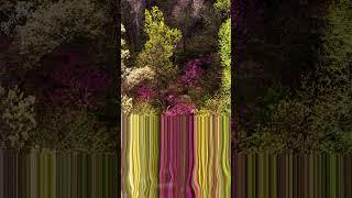 Colorful Spring Slit Scan VFX