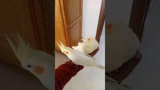 #cockatiel #cockatielsinging #birds #parrot #pets #cockatielsing #cute