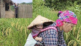 Single mother harvests rice to make ends meet and raise her child alone. Daily life. Ly Vy Ca