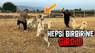 KANGAL VE ÇOBAN KÖPEKLERİ BİRBİRİNE GİRDİ - ÇOBAN OLDUM!