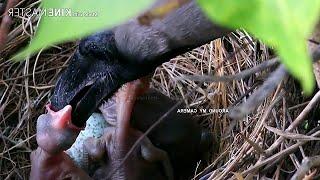 Crow HITS HARD on Babie's THROAT | Life inside Crow Nest | Crow baby bird feeding