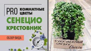 Сенецио гвозделистный | Крестовник | Суккулент лиана | Как ухаживать за Крестовником