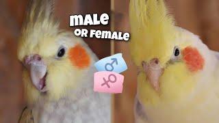 4 Ways to Determine the Gender of a Cockatiel *not all mutations