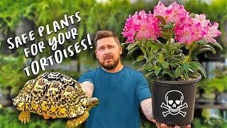 Plants For Tortoise Enclosure!