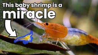 A Scientific Dive Into The Cherry Shrimp Lifecycle (New information!)