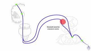 Путь болевой и температурной чувствительности.