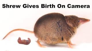 Tiny Shrew Gives Birth To 5 Babies On Camera While Filming This Video. What A Fascinating Creature.