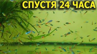 Неоны спустя 24 часа после пересадки