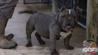 PERFECT EXAMPLE OF AN MICRO EXOTIC BULLY PUPPY?