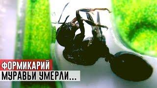 СЛУЧИЛОСЬ УЖАСНОЕ, МУРАВЬИ В ФОРМИКАРИИ УМЕРЛИ...