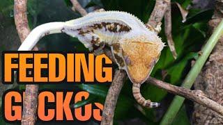 FEEDING MY PET GECKOS! (Cresties, Tokays, Leaf-tails and more!)