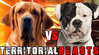 Fila Brasileiro vs American Bulldog | American Bulldog vs Fila Brasileiro |  Billa Boyka |