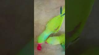 Football matchh #ytshorts #football #mancity #parrot #birds #bollywood #parrot