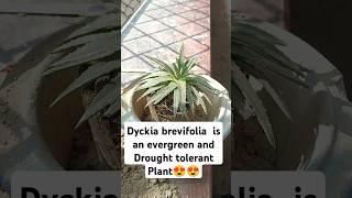 Repotting  Dyckia #shorts #shortsfeed #viralshort #plants #garden #sacculant #youtubeviralshort