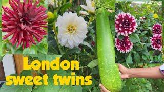 our vegetables and  flowers garden in uk july 2022 @London sweet twins