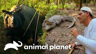 Frank se arrisca ao provocar dois animais muito ferozes | Wild Frank | Animal Planet Brasil