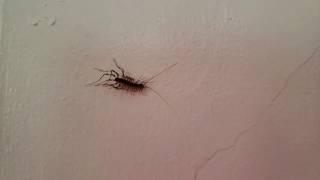 Another House Centipede!