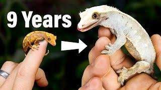 9 Year Evolution of My Geckos & Their Vivariums: What I've Learned