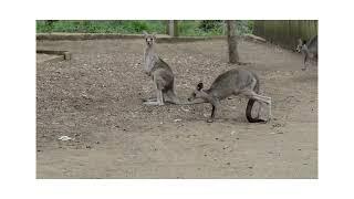 The Kangaroo is the World's Largest Hopping Animal