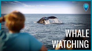 Whale Watching in Stellwagen Bank National Marine Sanctuary