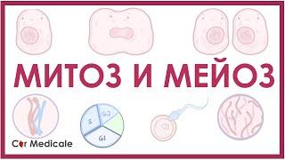 Митоз и мейоз - биология и физиология клетки